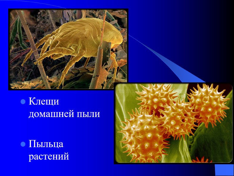 Клещи домашней пыли  Пыльца растений